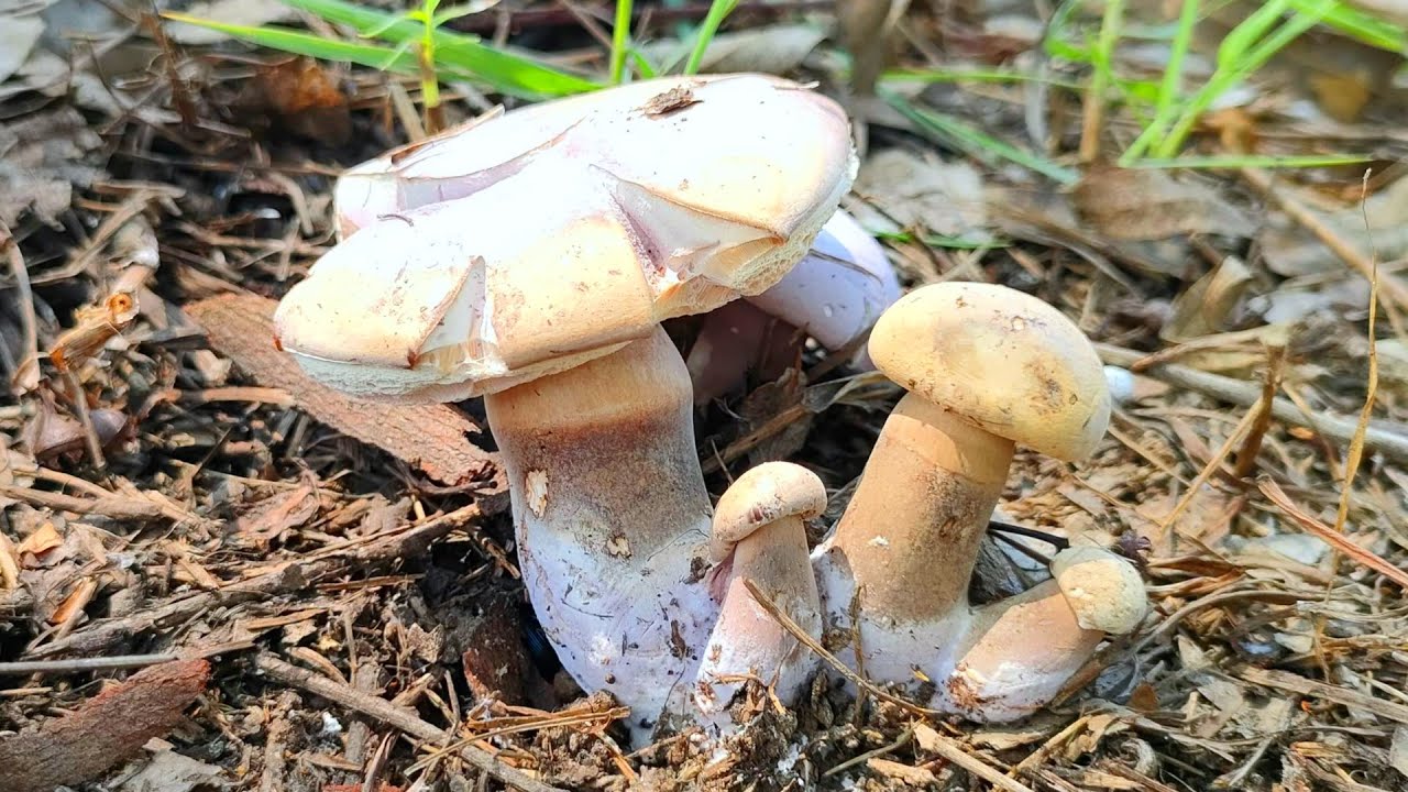 EP.212 ป้าด ดอกเห็ด นึกว่าจะหมดแล้ว ยังหลือให้เก็บ เก็บเห็ดผึ้งขม 4/3/22 (2)