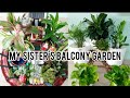 Exploring my sisters gorgeous balcony garden plant lovers dream balconygardenbeautifulplants