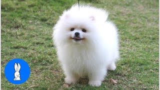 Fluffy Pomeranians Being CUTE // TRY NOT TO AWW! by Animal Scoops 51,101 views 5 years ago 3 minutes, 54 seconds