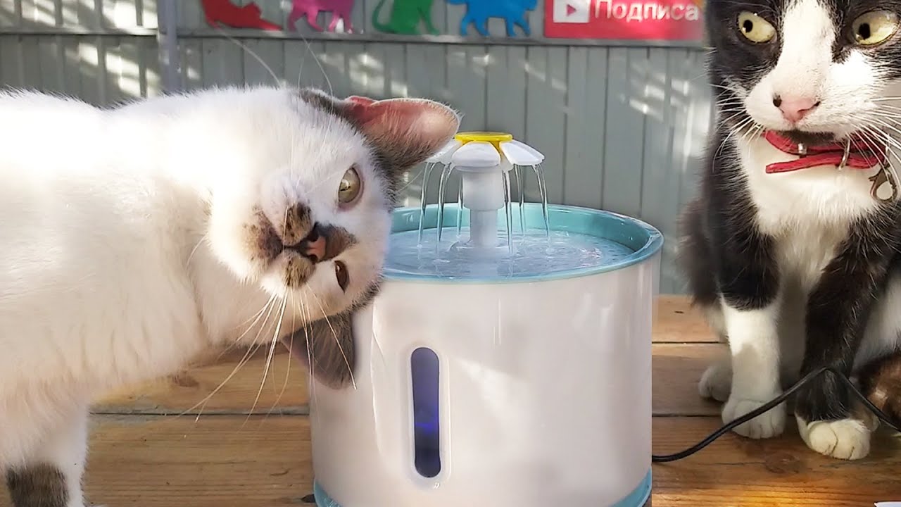 Cat reaction and Drinking Fountain for cats with Aliexpress - YouTube