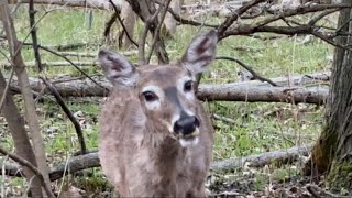 Apple Juice #deer