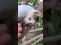 Ayaw Bumaba #cat #kitten #farmanimals #climbing