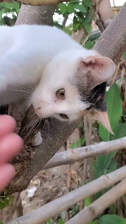 Ayaw Bumaba #cat #kitten #farmanimals #climbing
