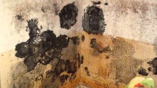 Where To look To Find Black Mold, Mold Abatement? San Francisco CA