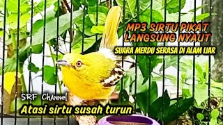 MP3 SUARA SIRTU PIKAT LANGSUNG TURUN SUARA MERDU SERASA DI ALAM LIAR @srfchannel3881 