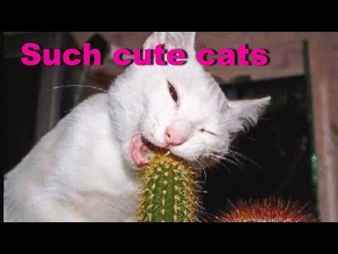 such-cute-cats-episode-22