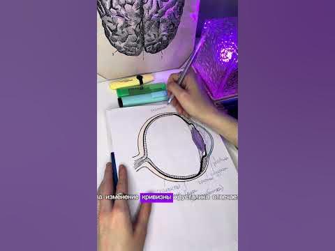 Строение глаза за минуту #огэ #огэбиология #огэ2024 #биология #огэ #егэ ...
