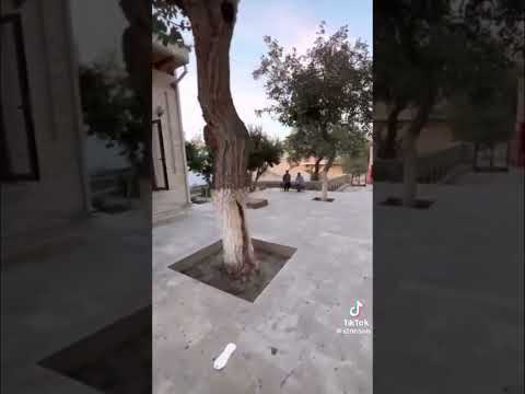 بيت الإمام البخاري سلطان المرواني