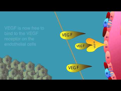 Video: Mangelfuld Angiogenese I CXCL12-mutante Mus Skader Skeletmuskelregenerering