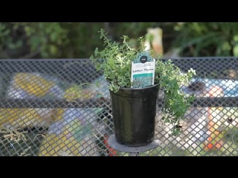 How to Rejuvenate Thyme : Garden Space