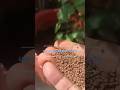 Best natural fertilizer - Tea Leaves