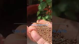 Best natural fertilizer - Tea Leaves