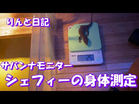 【りんと日記】シェフィーの身体測定！【2022年6月25】