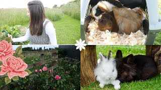 Come Foraging With Me (For Small Animals) in Countryside @CreatureGlen