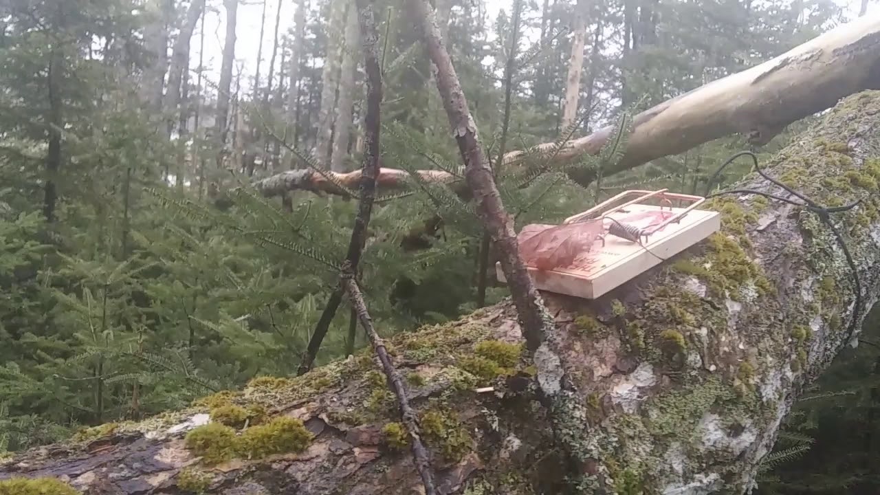 Setting rat traps for red squirrel in a survival bug out situation