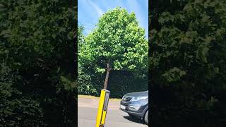 #nature #tree #wind #summer #sun
