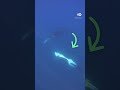 किलर व्हेल ने सनफिश के कर दिए टुकड़े [Orcas Ram Into Giant Sunfish]