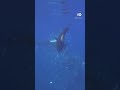 किलर व्हेल ने सनफिश के कर दिए टुकड़े [Orcas Ram Into Giant Sunfish]
