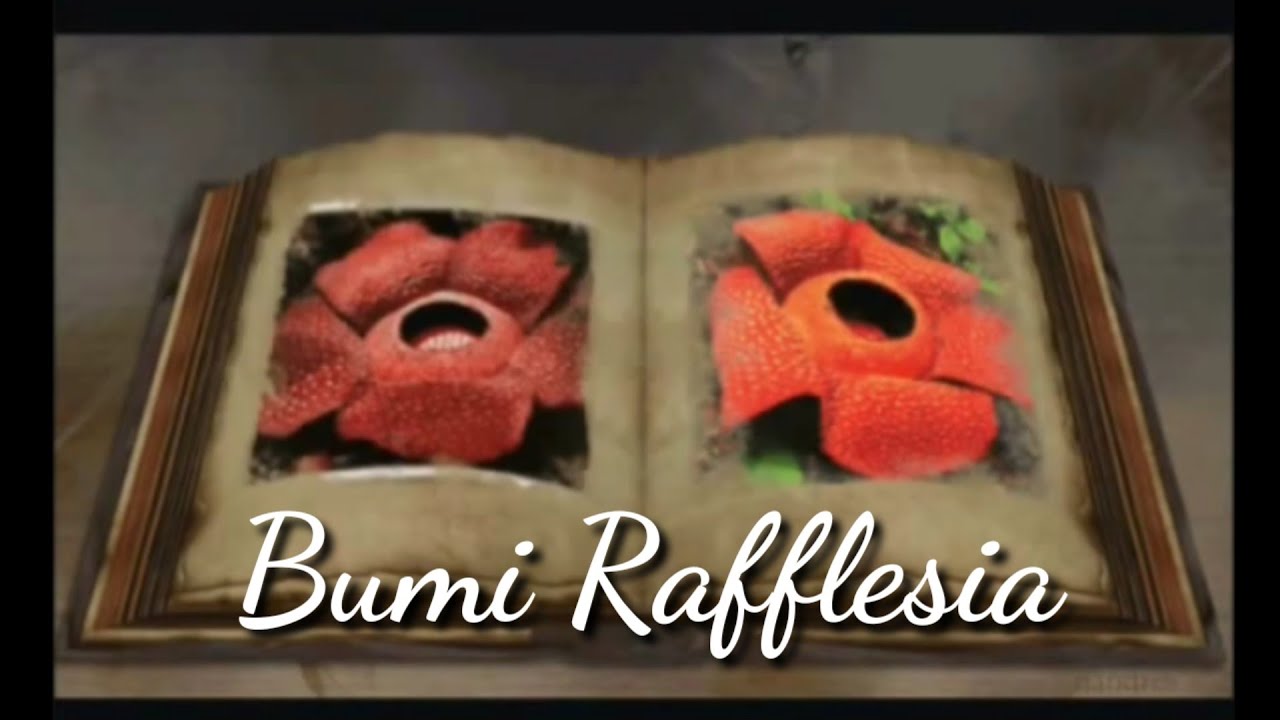 BUMI RAFFLESIA (LAGU DAERAH)