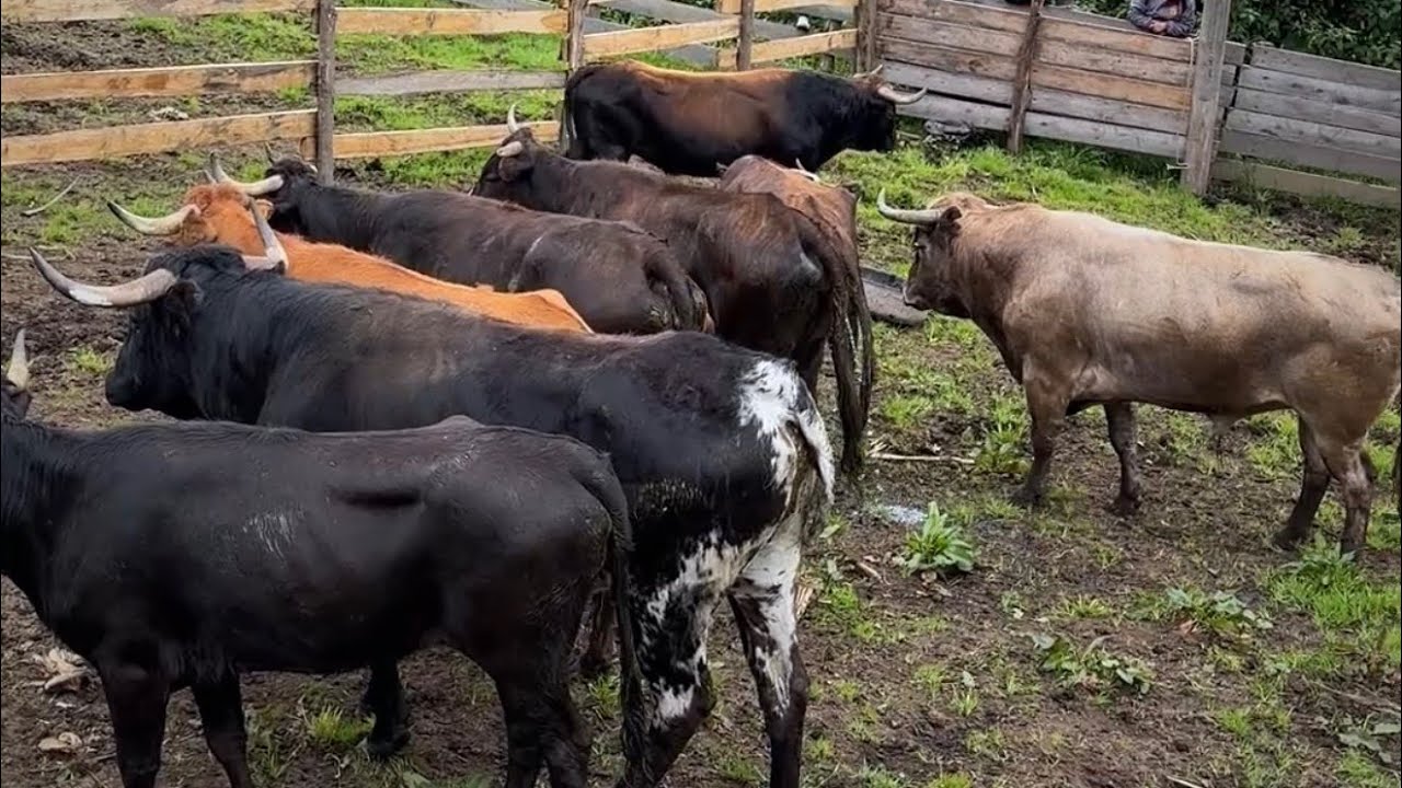 Embarque de la Ganadería San Rafael- Píllaro para las festividades taurinas en Calpi 2025 🤠🎉🐂