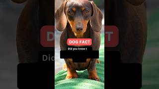 Origin Story of the Dachshund #dog #facts