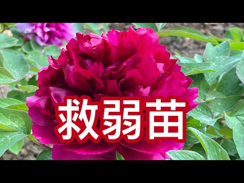 【牡丹の真菌対策】なぜ去年の対策が失敗したのか？今日から実践できる予防法