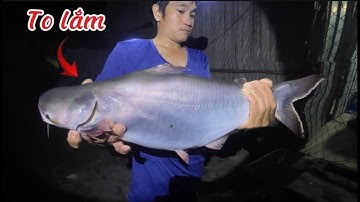 Giăng Câu Cá Ngát! Không Ngờ Dính Hàng Khủng