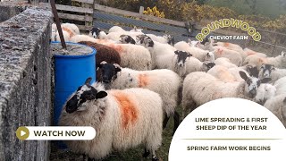 Spring Farm Work Begins | Lime Spreading &amp; First Sheep Dip of the Year