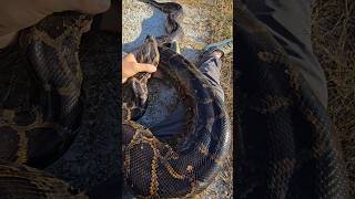ELUSIVE GIANT PYTHON!