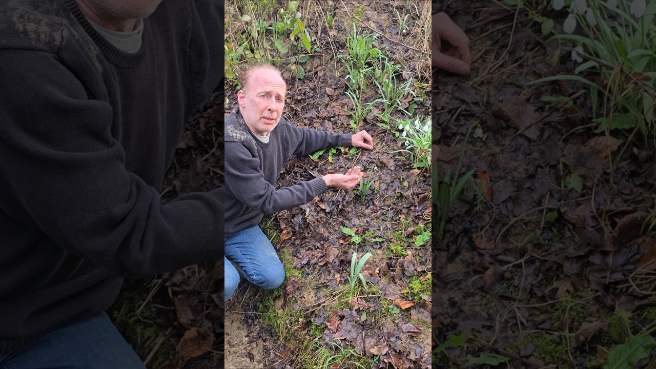 Snowdrop 'Bumblebee' (galanthus plicatus) 