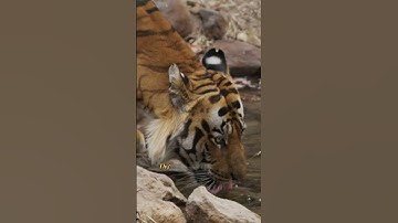 Giá Trị Của Sự Im Lặng: Sức Mạnh Ẩn Giấu Bạn Cần Khám Phá #GiáTrịCủaSựImLặng #ImLặng