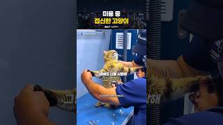 미용중 접신한 고양이 #jpop