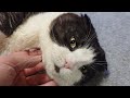 行儀悪い猫ちゃん。スコティッシュフォールド　#猫 #猫動画