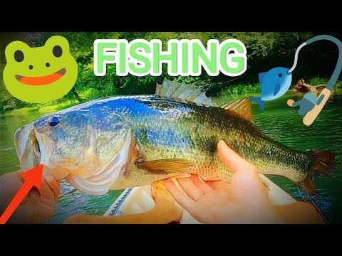 Frog Fishing For Big Bass Was A Success!!!