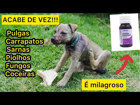 Vídeo: Que tipo de creme antifúngico pode ser usado para tratar a infecção da orelha do fermento do cão?