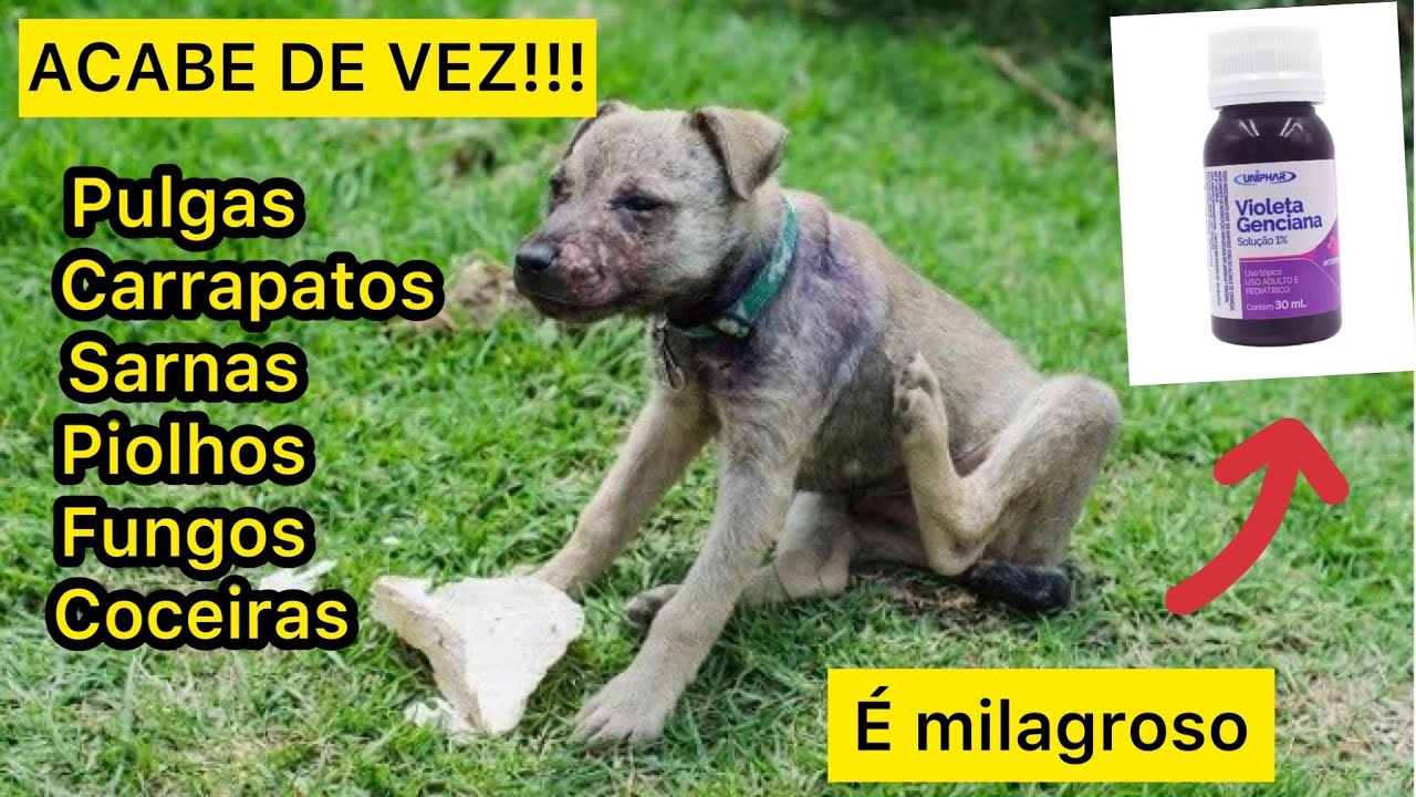 RECEITAS CASEIRAS PARA ACABAR DE VEZ COM PULGAS, CARRAPATOS, SARNAS, PIOLHOS, FUNGOS E COÇEIRAS