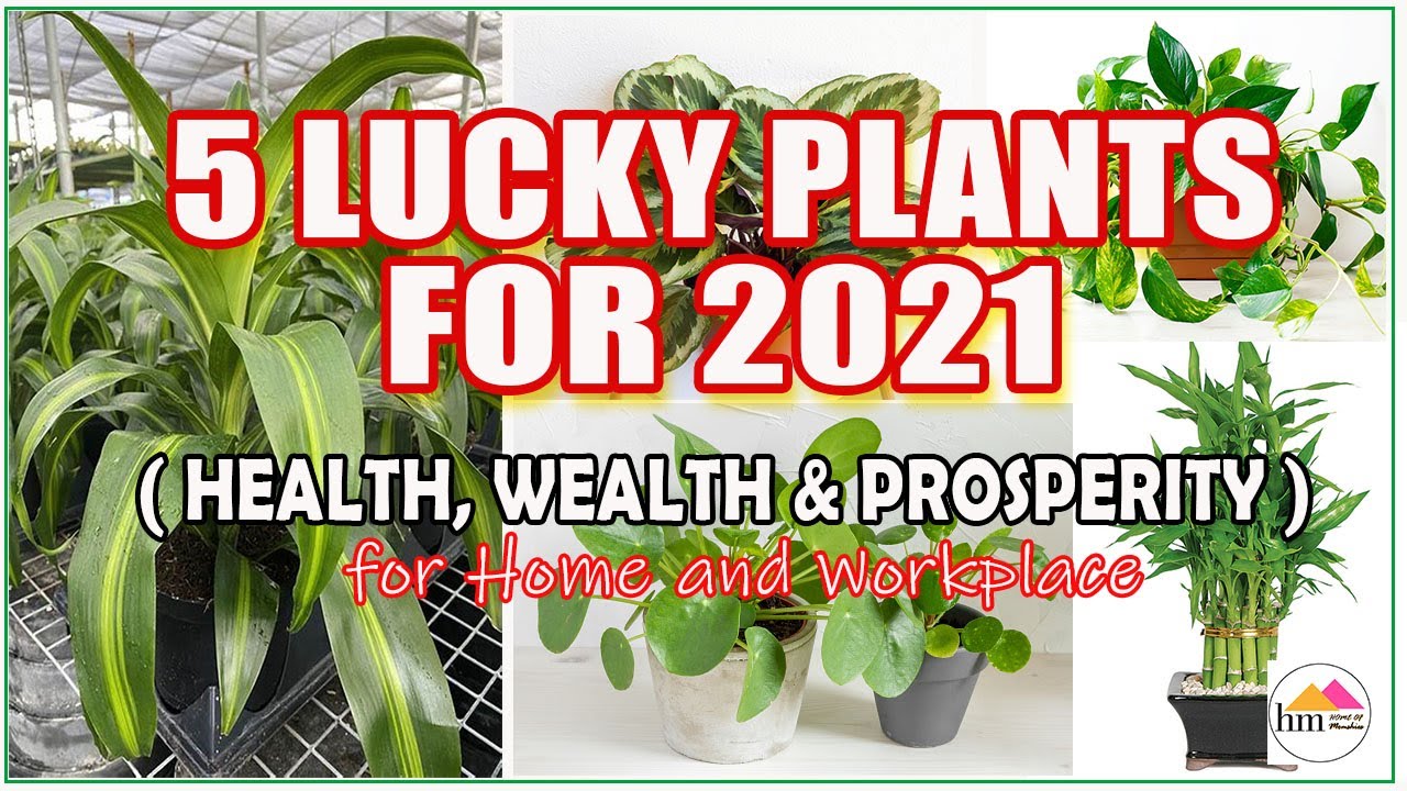 5 LUCKY PLANTS FOR HOME AND WORKPLACE FOR 2021 THAT BRINGS HEALTH
