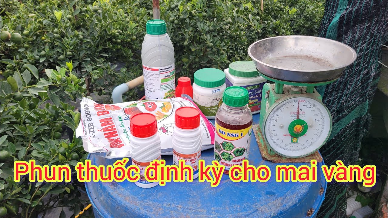 Phun thuốc định kỳ giai đoạn thúc nụ