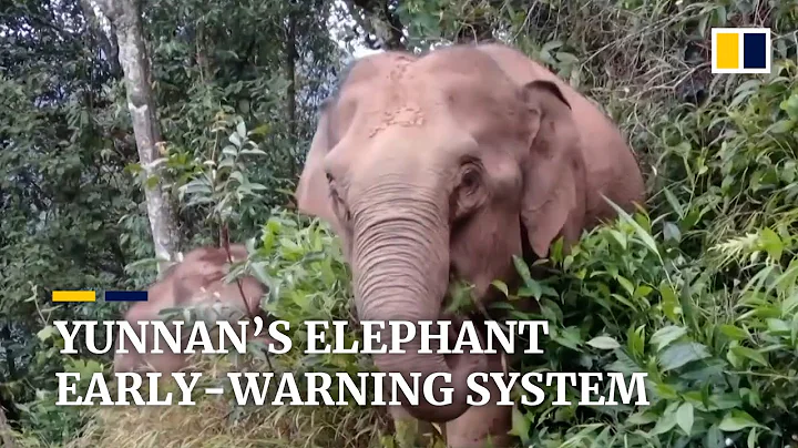 China launches early-warning system in Yunnan to prevent human-elephant conflict - DayDayNews