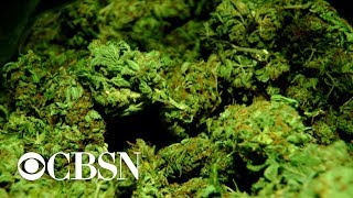 2019 NYC Cannabis Film Festival preview