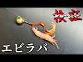 邪道?奥の手?「タイラバ」と「エビラバ」で釣果を比較。
