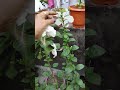 my beautiful flowers ♥️🌺 🌸🌹