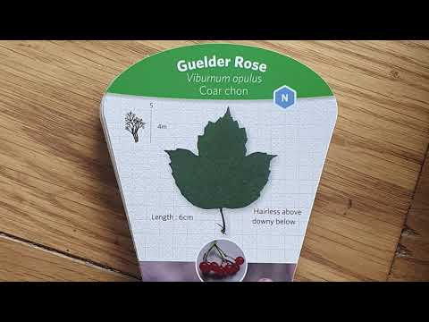 Video: What Is A Guelder Rose: Guelder Rose Information and growing tips