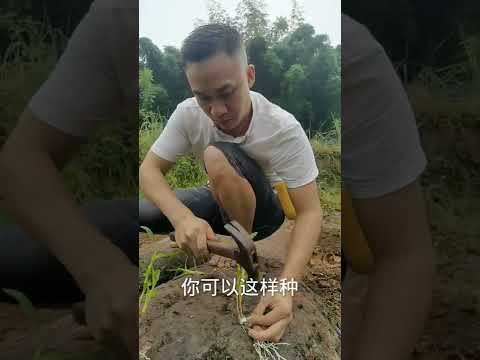 How amazing to grow orchids propagate plant fast and easy #4971