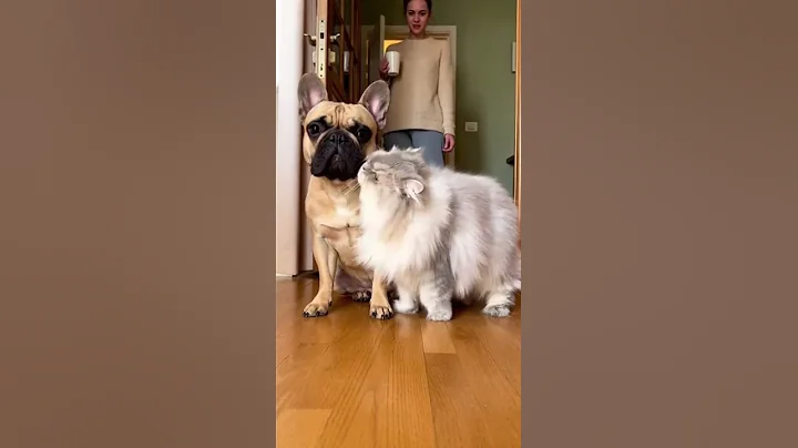 Video 11722871: fluffy persian cat