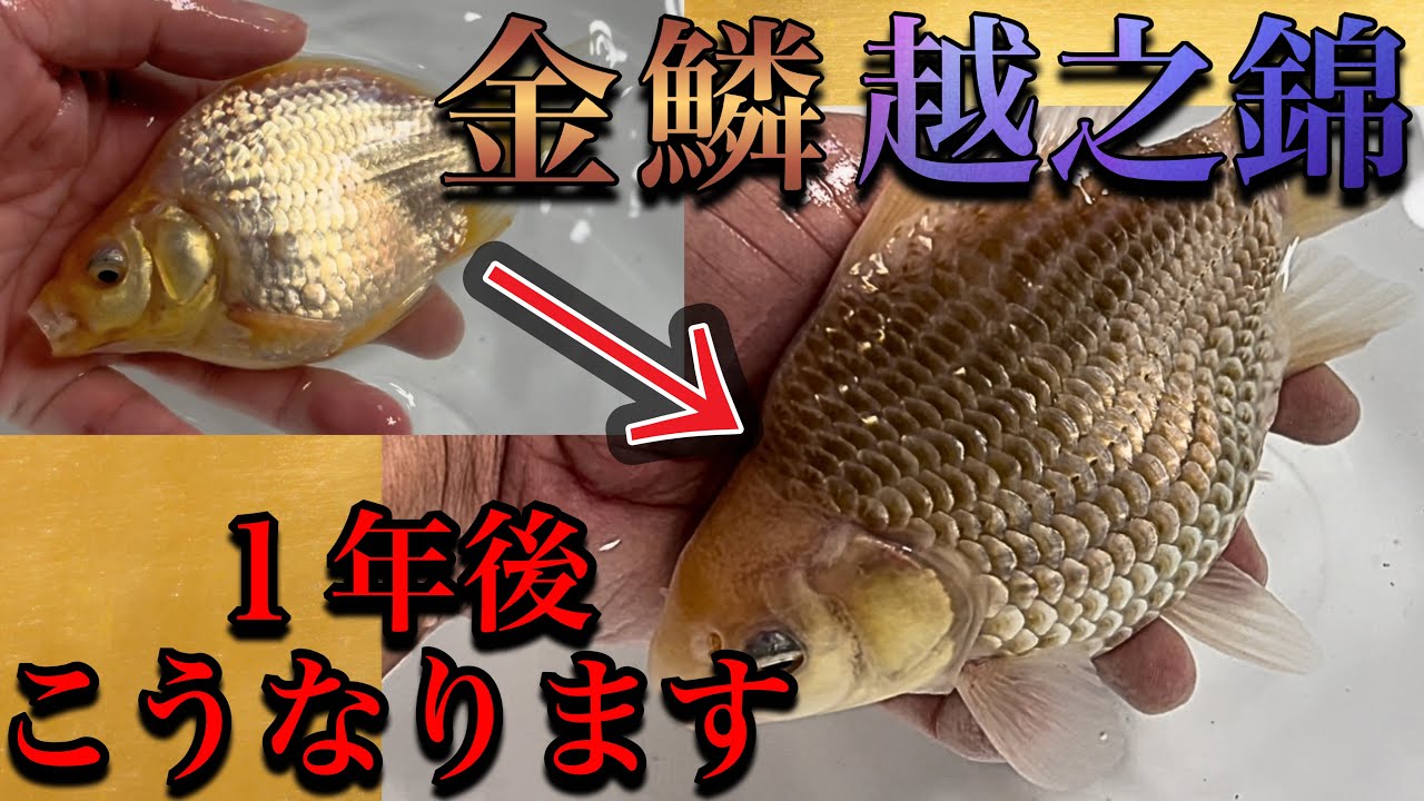 1年後には10倍⁉︎ 大人気の金鱗玉サバの明け３歳子達も登場。 #玉サバ #錦鯉 #金魚 #金鱗