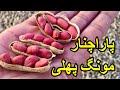 Mong Phali | Peanut | Parachinar | 7 November 2020