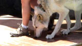 Wolf in show at San Diego zoo