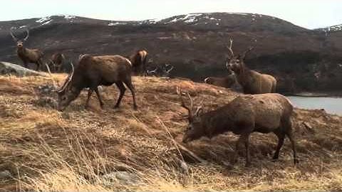 Martin Bullard of Smokie feeding deer at Achnacarry Sporting and Country Pursuits 22/3/16
