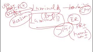 #breastcarcinomaclassification  #erpr #luminal  #dmoncopathology elearningfrcpath.com